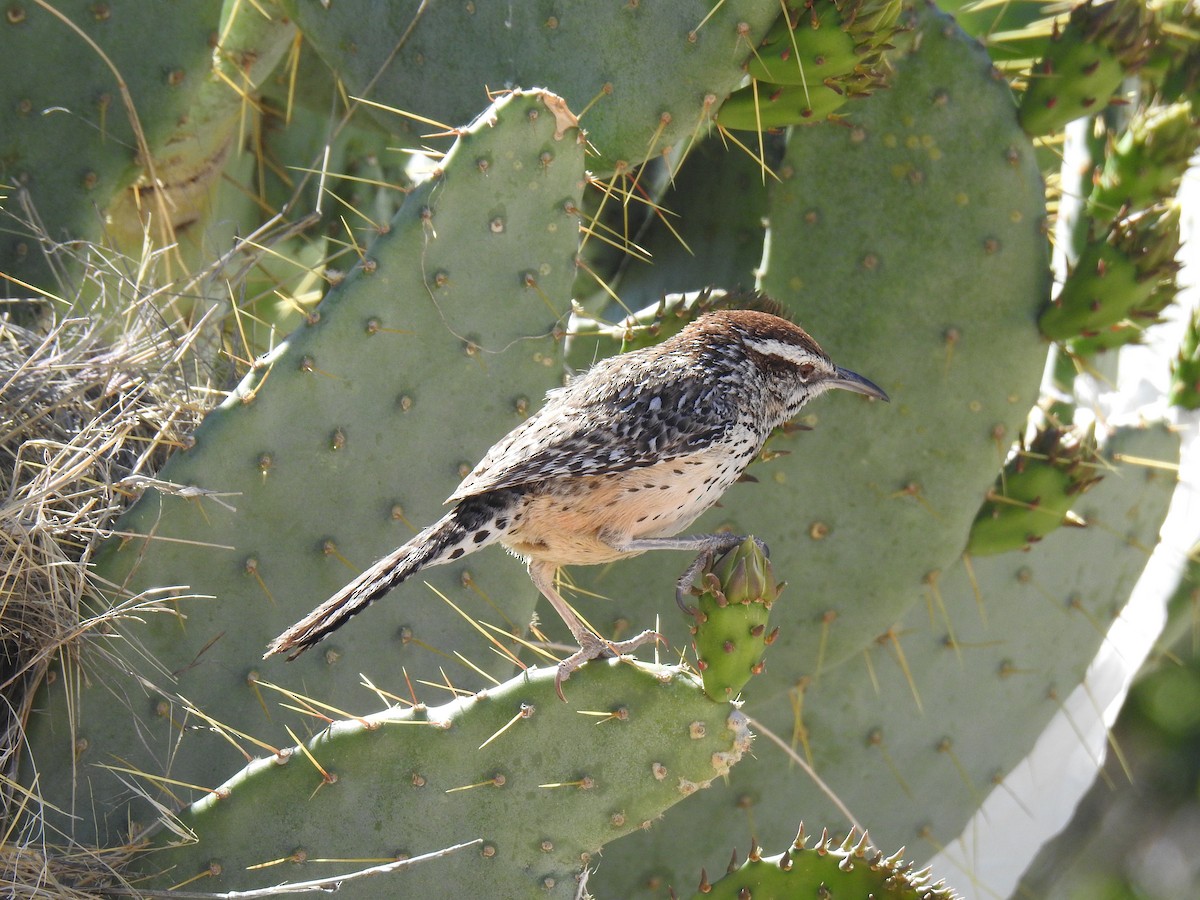 Cactus Wren - ML619071029