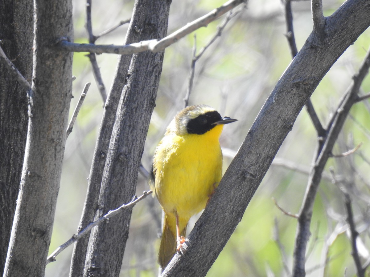 Common Yellowthroat - Phoenix Kwan
