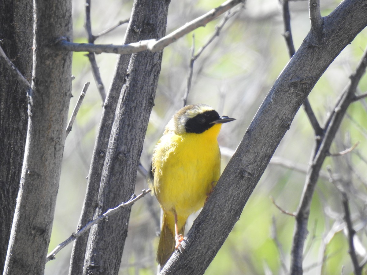 Common Yellowthroat - ML619071037