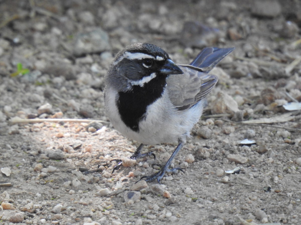 Black-throated Sparrow - Phoenix Kwan