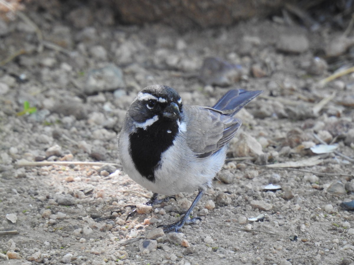 Black-throated Sparrow - Phoenix Kwan