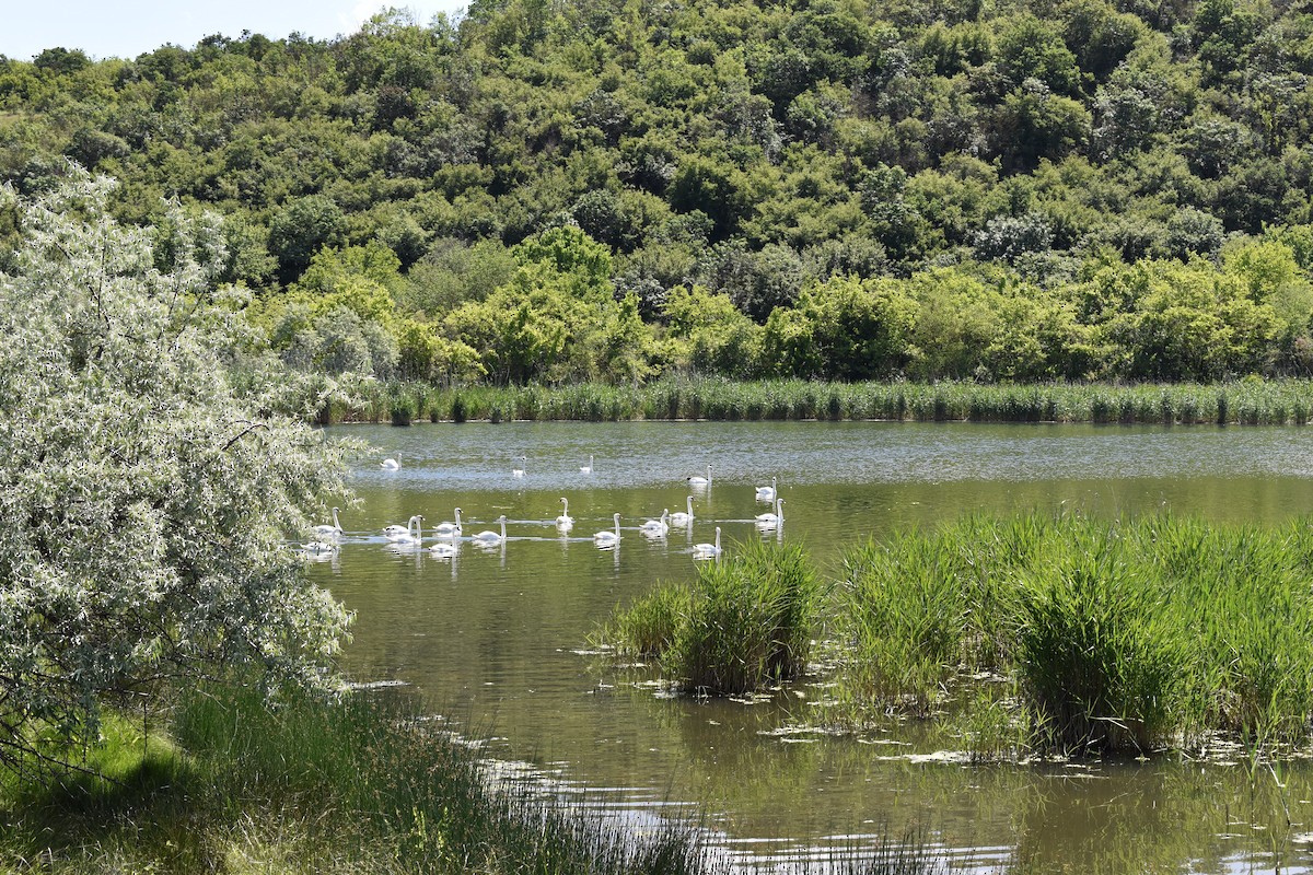 Mute Swan - ML619071045