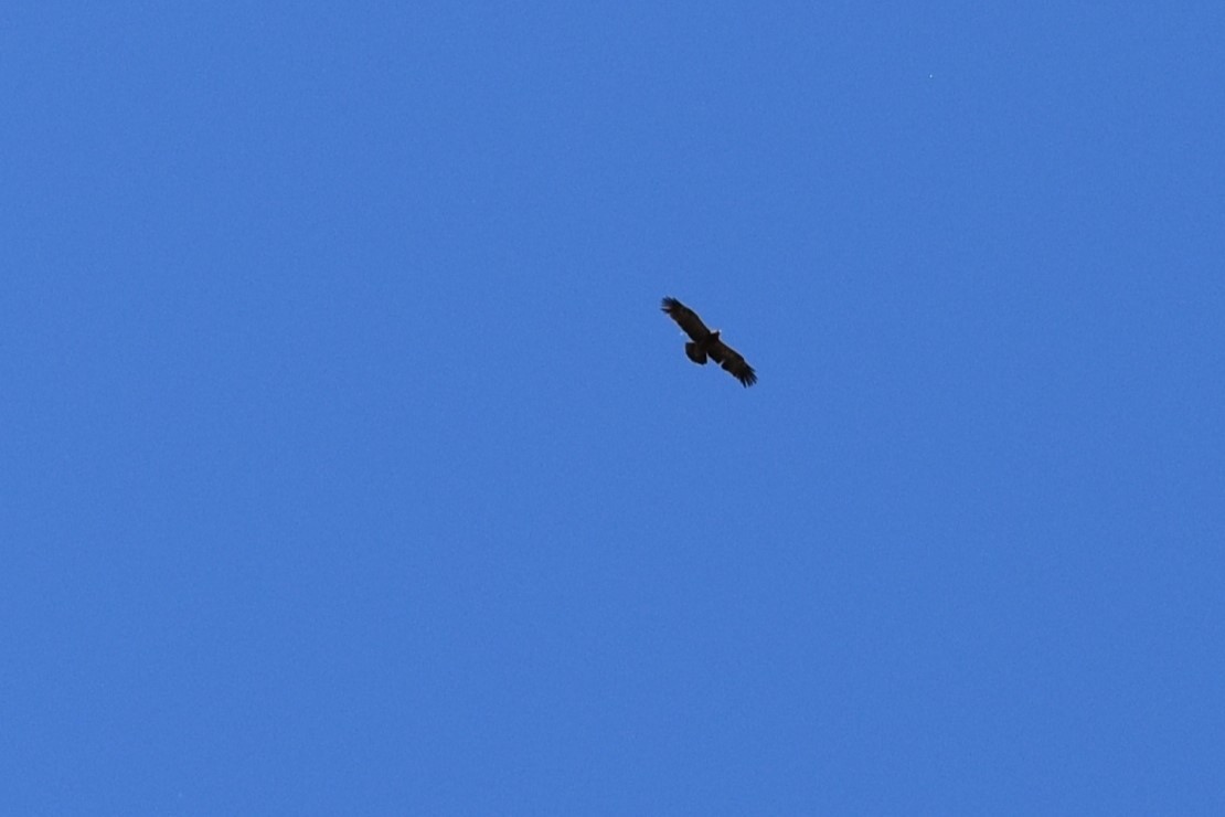 Lesser Spotted Eagle - Pencho PENCHEV