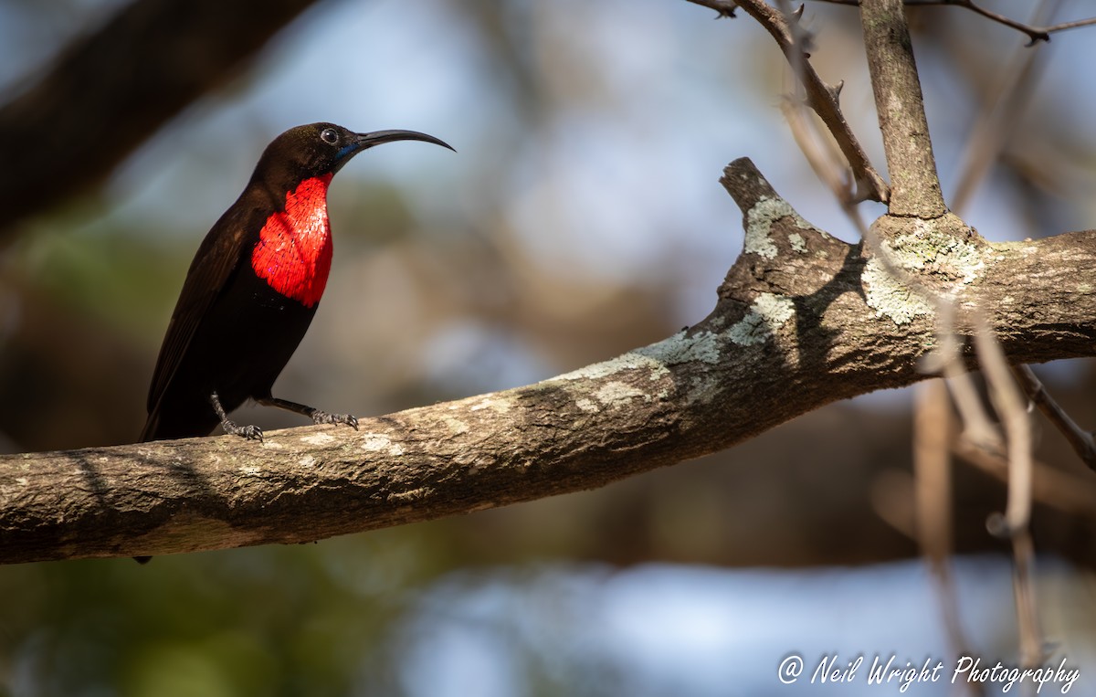 Scarlet-chested Sunbird - Neil Wright
