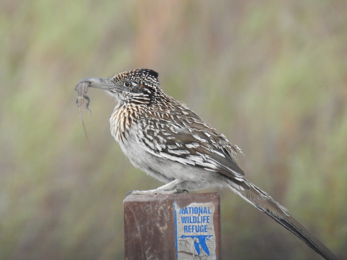 Greater Roadrunner - ML619071078