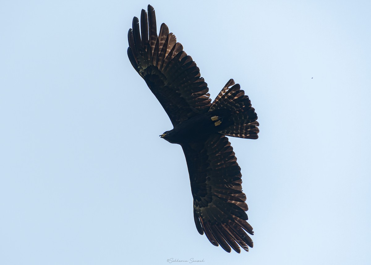 Black Eagle - Sakkarin Sansuk