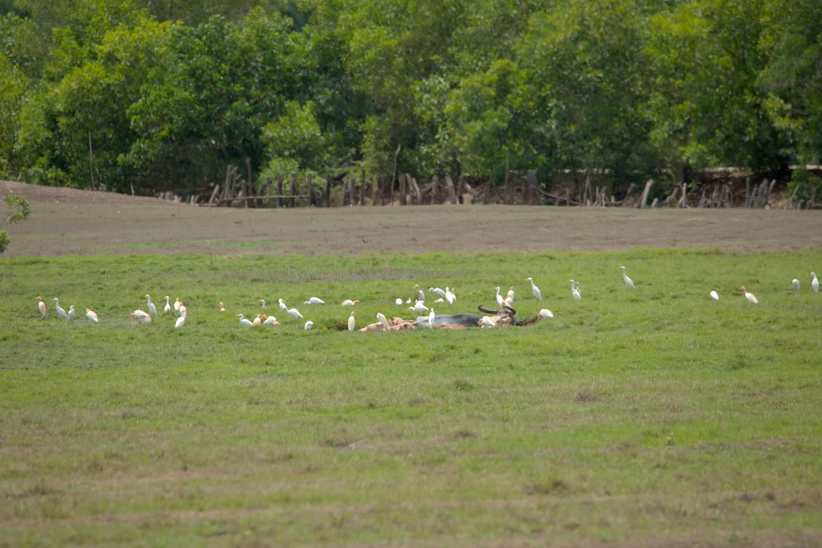 Eastern Cattle Egret - Pipope Panitchpakdi