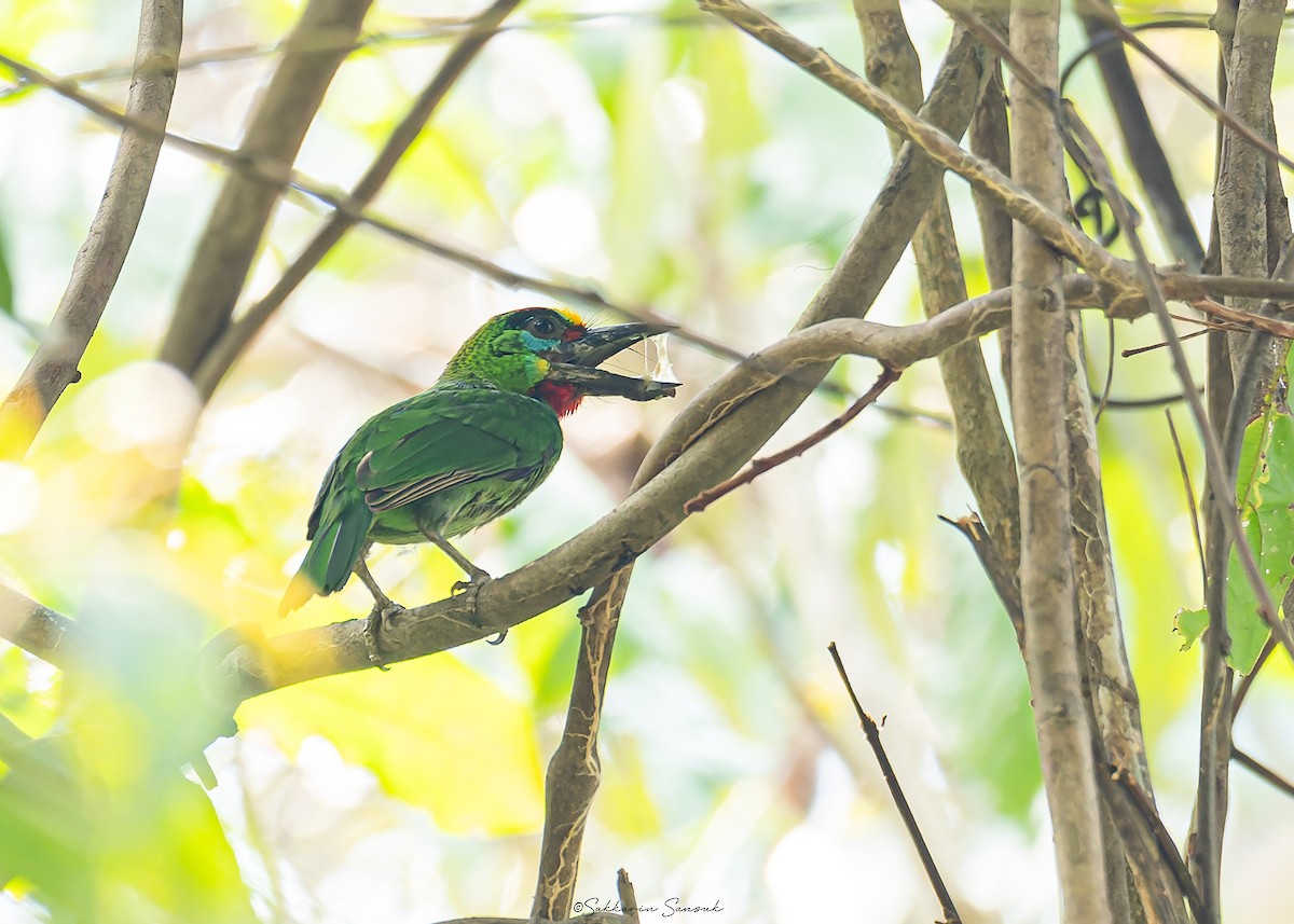 Red-throated Barbet - Sakkarin Sansuk