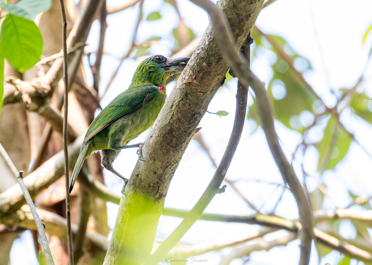 Kırmızı Boğazlı Barbet - ML619071098