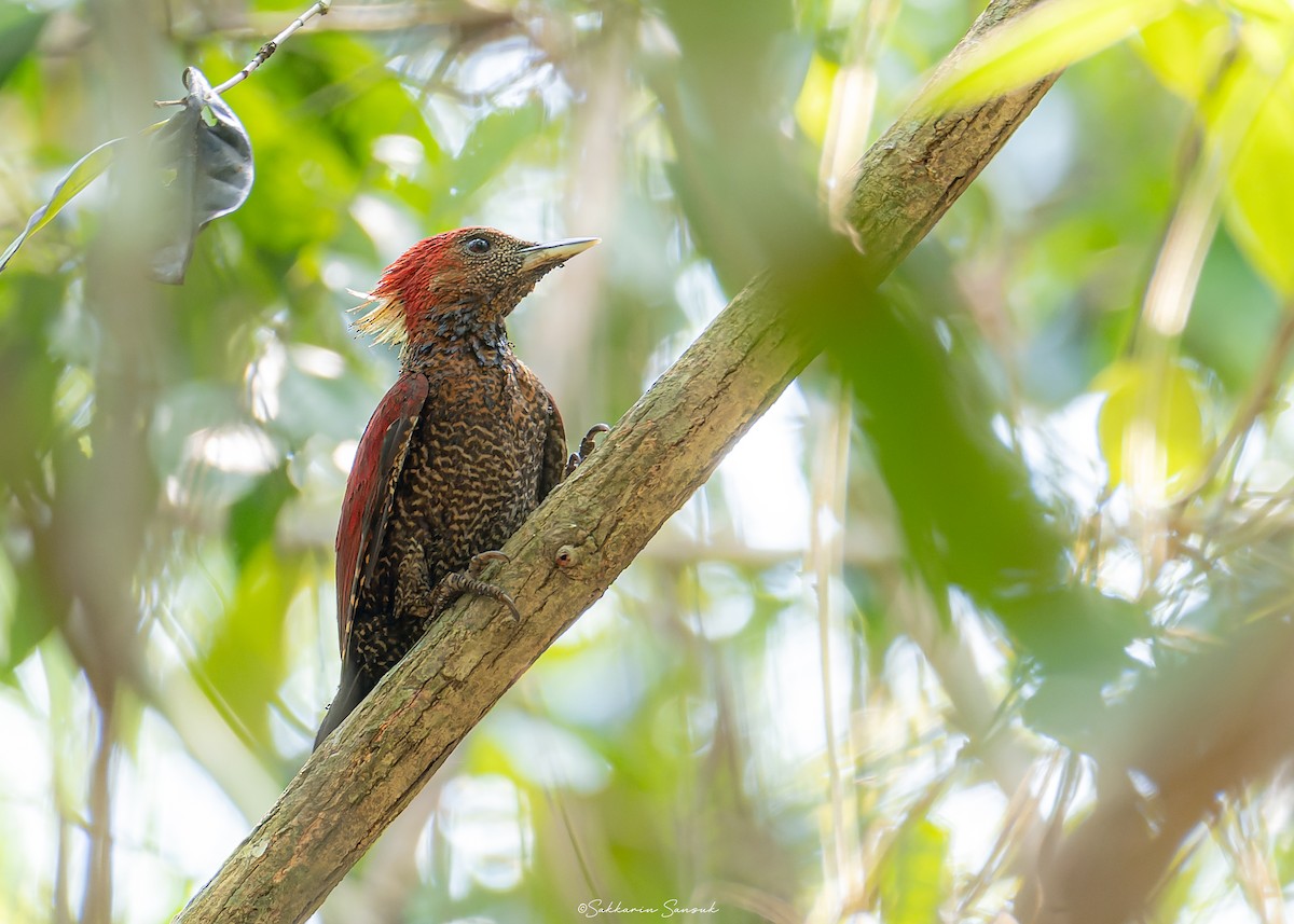 Banded Woodpecker - Sakkarin Sansuk