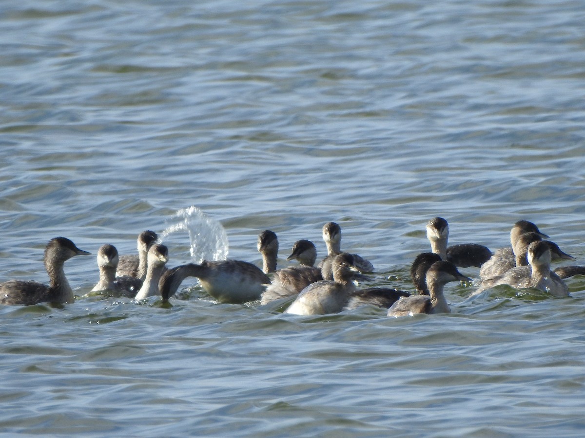 Hoary-headed Grebe - ML619071120