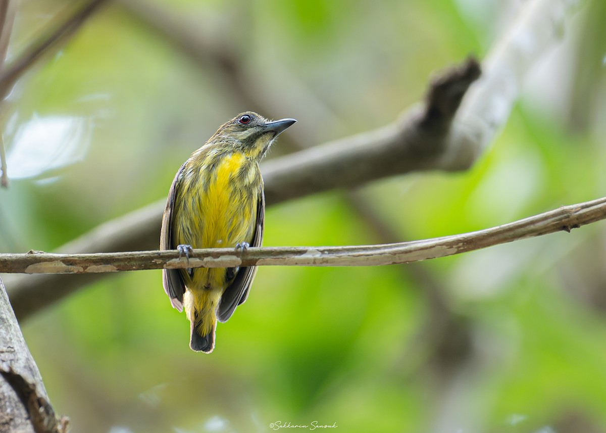 Yellow-breasted Flowerpecker - Sakkarin Sansuk