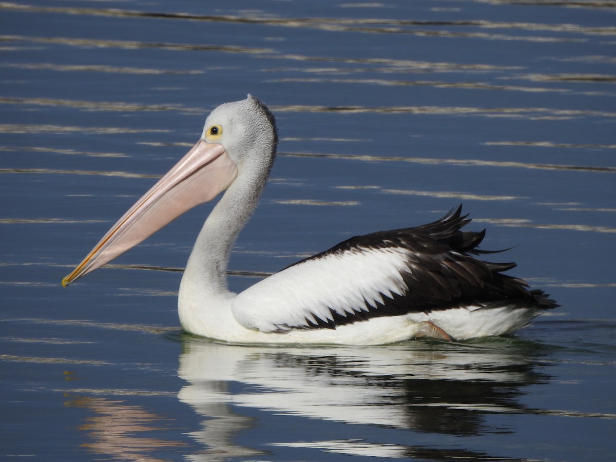 pelikán australský - ML619071134