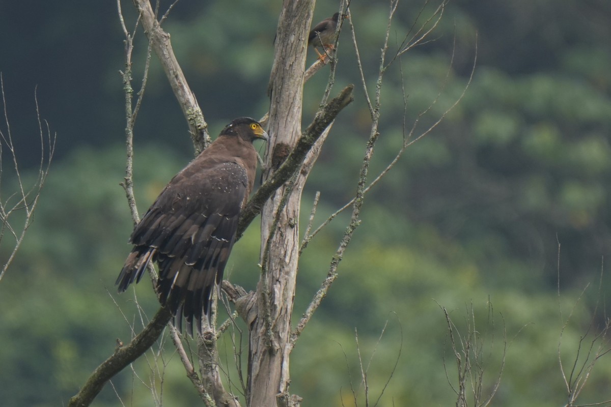 Crested Serpent-Eagle - Sundar Muruganandhan