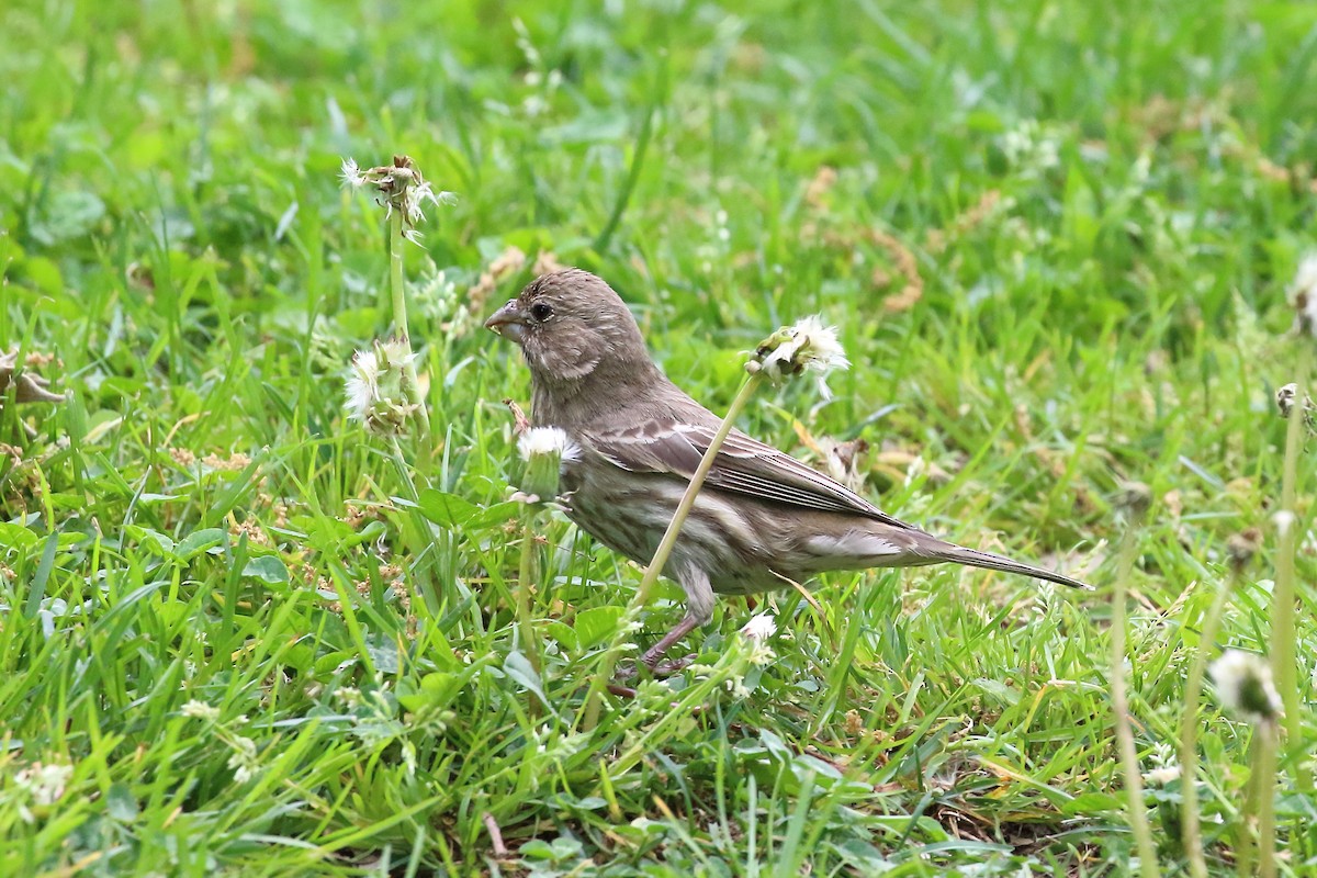 House Finch - Scott Eaton