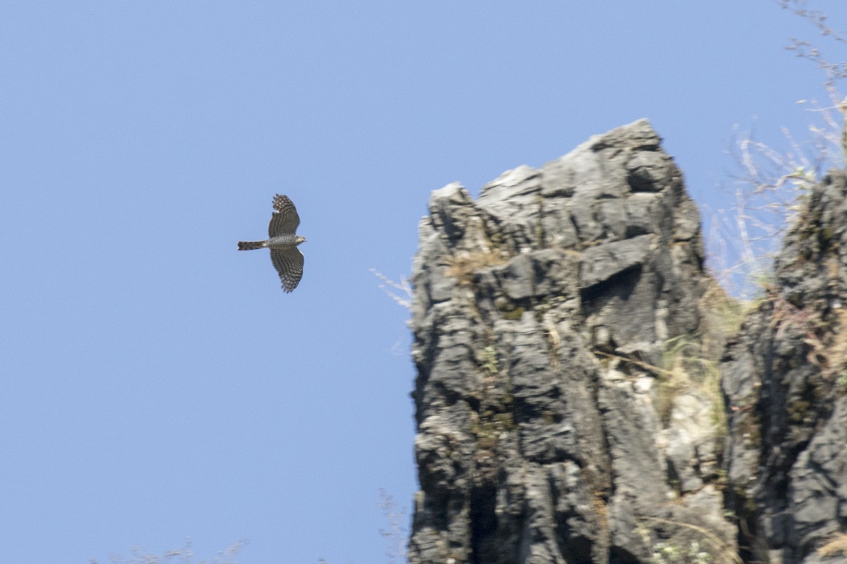 Eurasian Sparrowhawk - Ramesh Shenai
