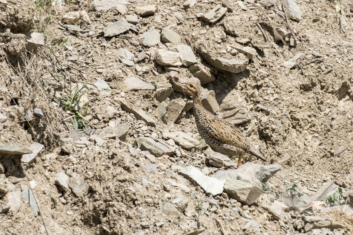 Black Francolin - Ramesh Shenai