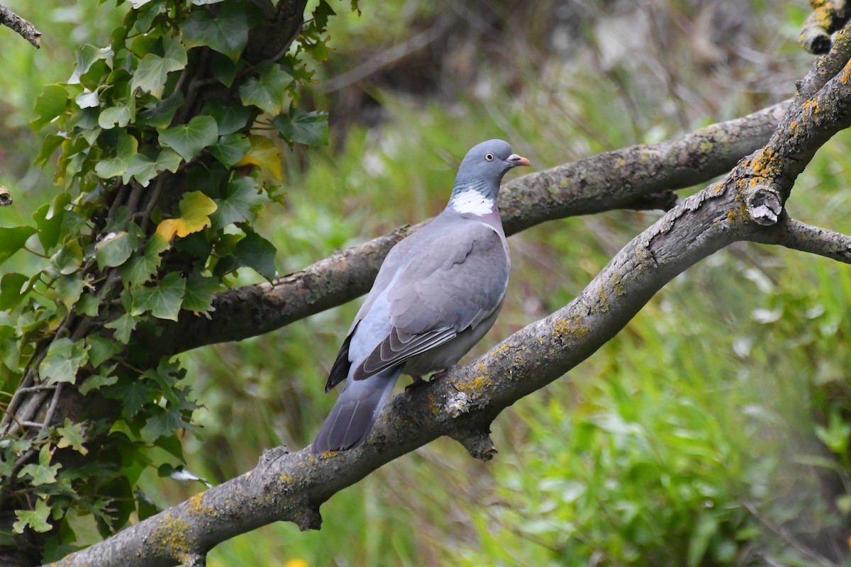 Common Wood-Pigeon - Michael Louey