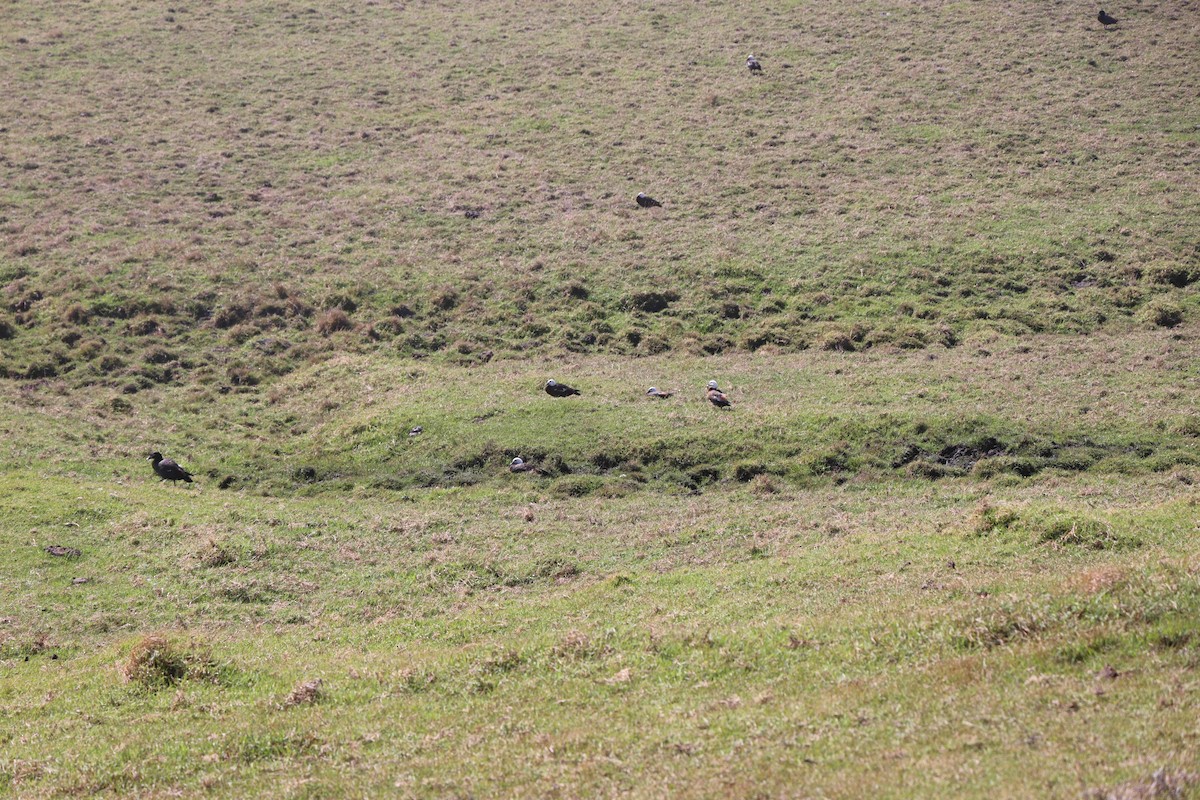 Paradise Shelduck - Markus Leiser