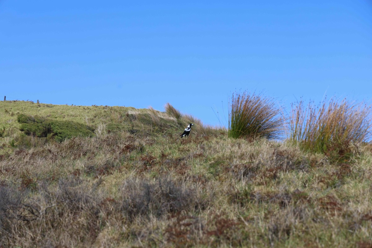 flétňák australský - ML619071265