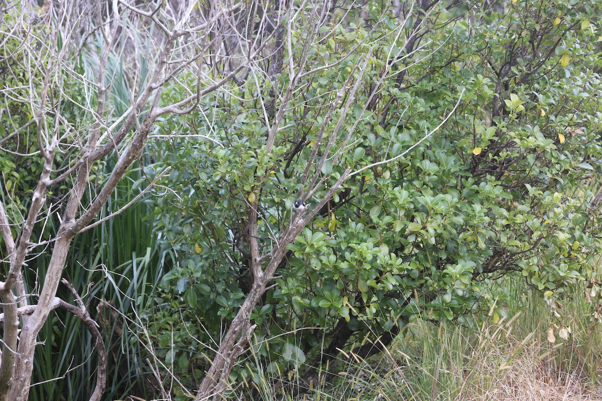 lejsčík novozélandský - ML619071281