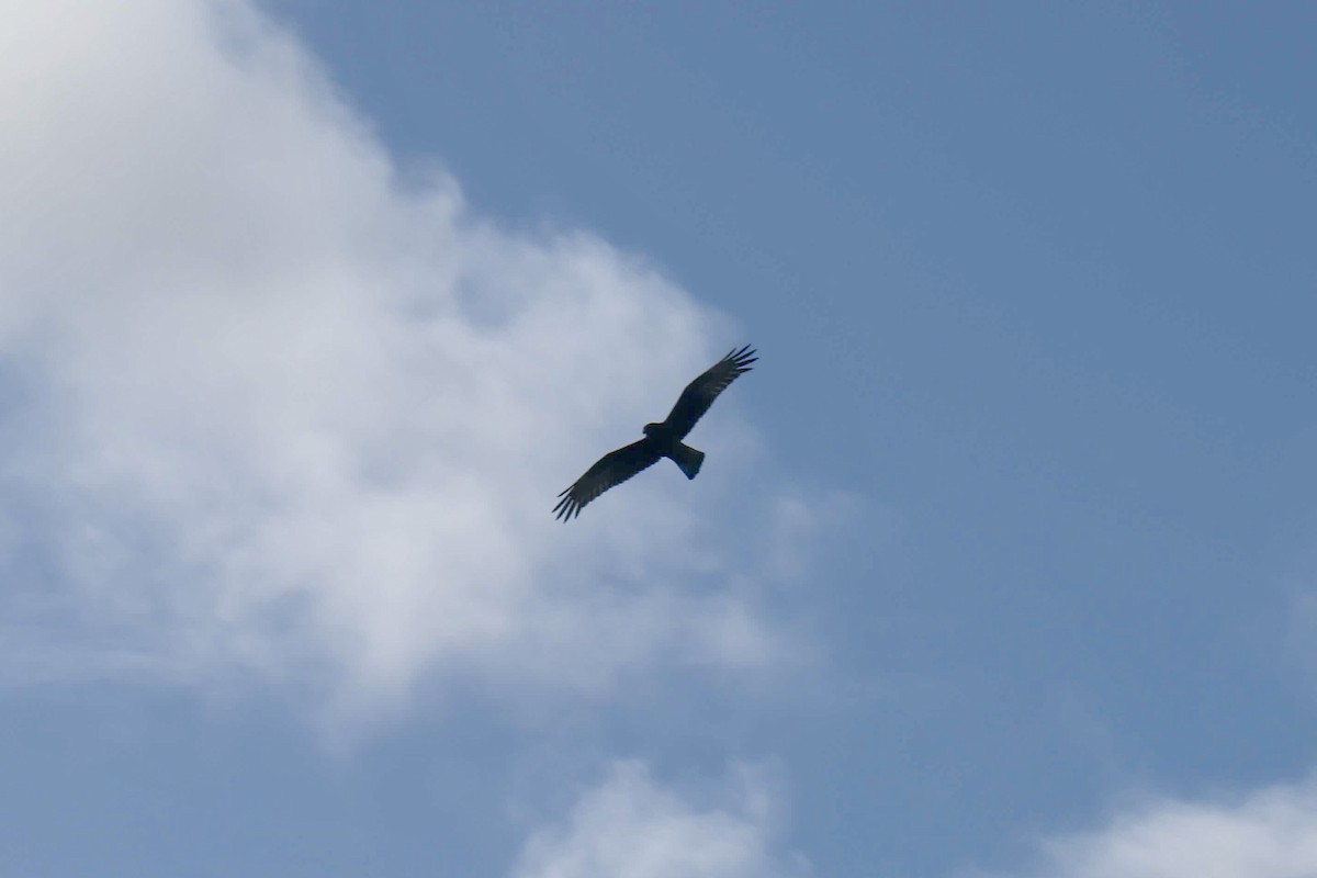 Swamp Harrier - ML619071298