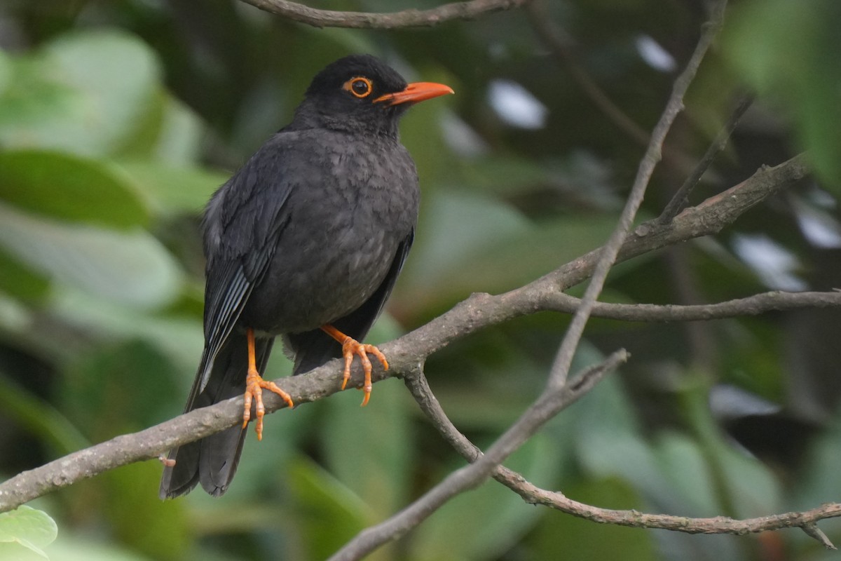 Indian Blackbird - ML619071304