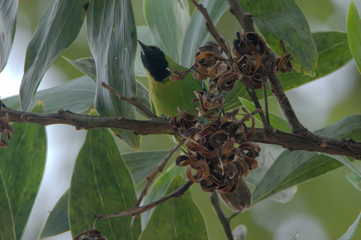 Lesser Green Leafbird - Pipope Panitchpakdi