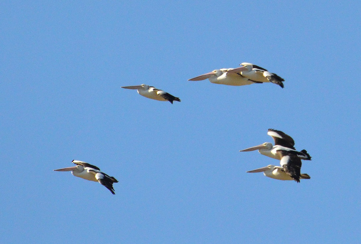 Australian Pelican - ML619071318