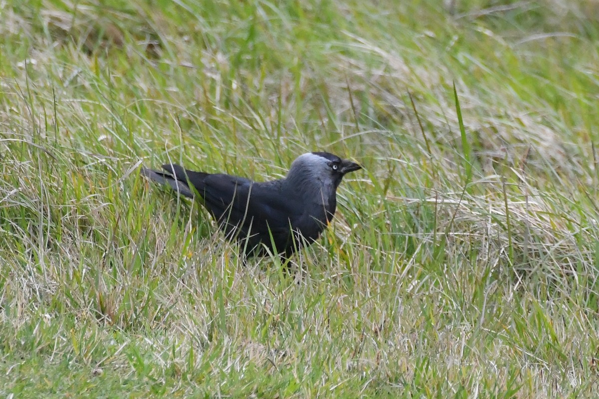 Eurasian Jackdaw - Michael Louey