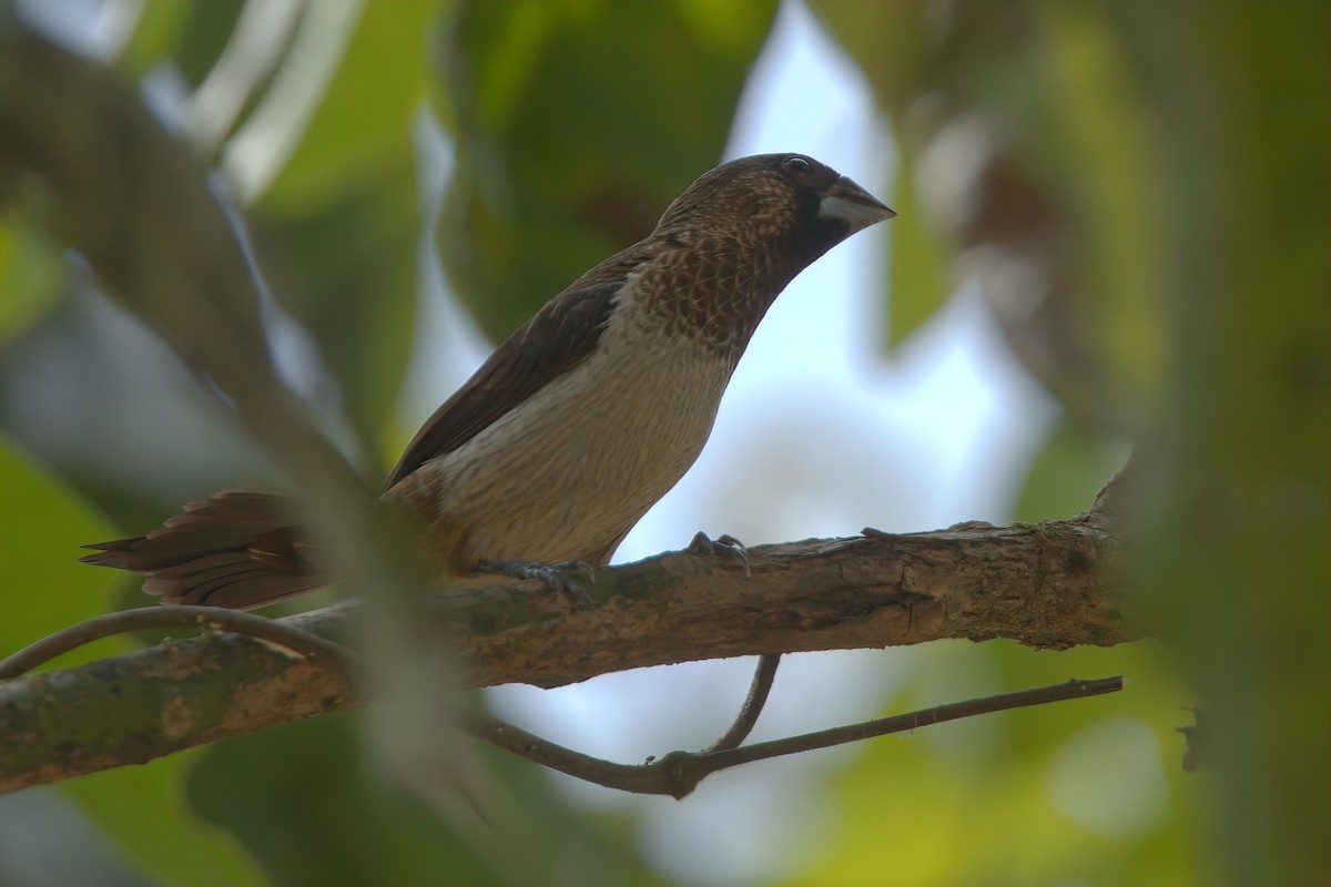 White-rumped Munia - ML619071320