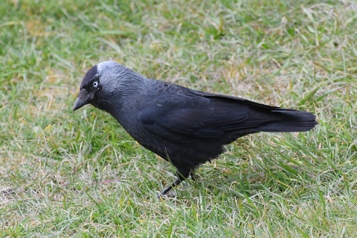 Eurasian Jackdaw - Michael Louey