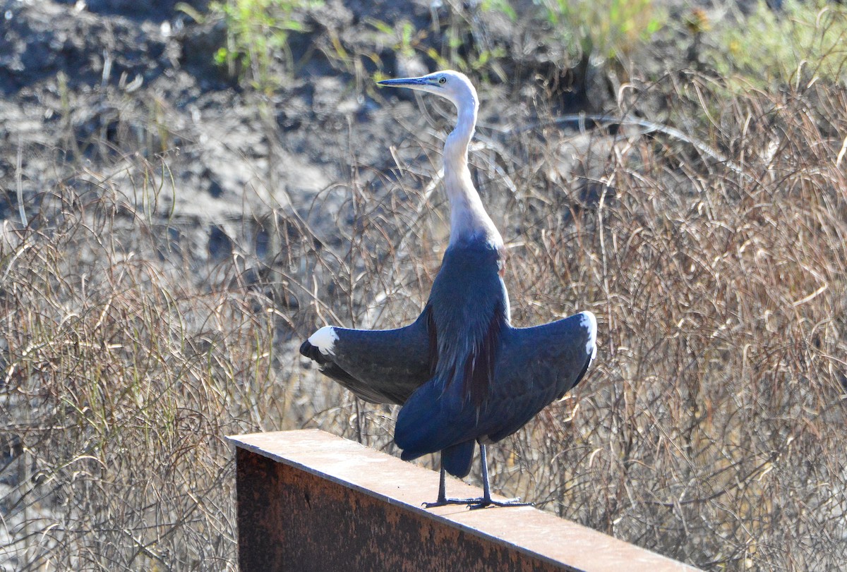 Pacific Heron - ML619071323