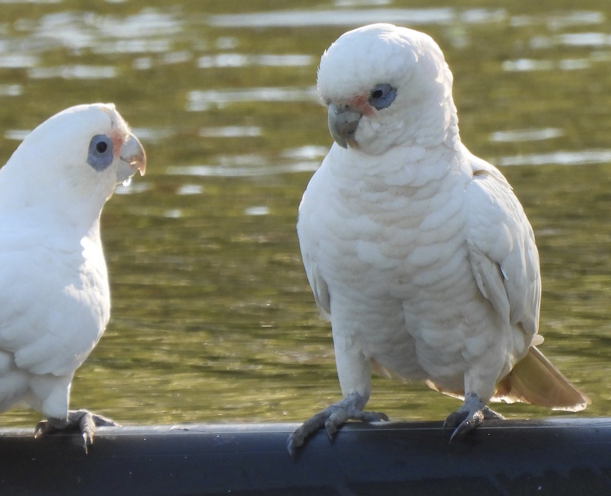 Little Corella - Maylene McLeod