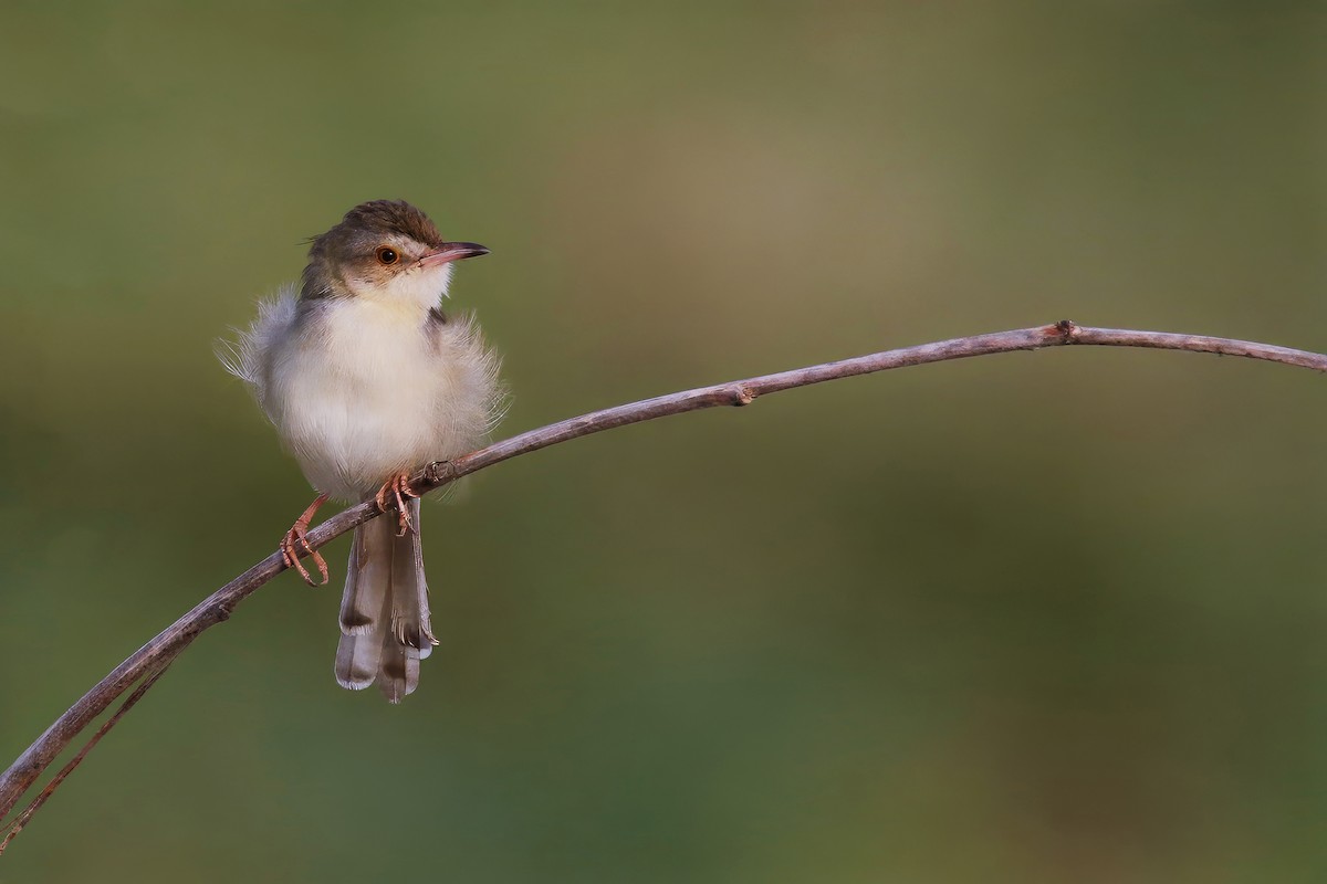 Plain Prinia - Jens Toettrup