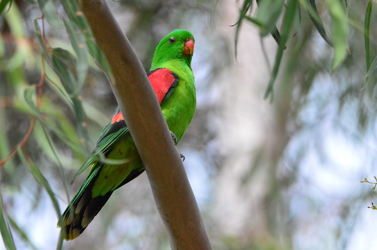 Red-winged Parrot - Peter Dunstan