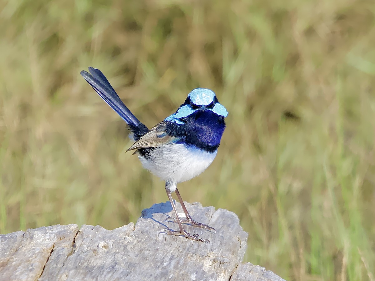 Superb Fairywren - Allan Johns