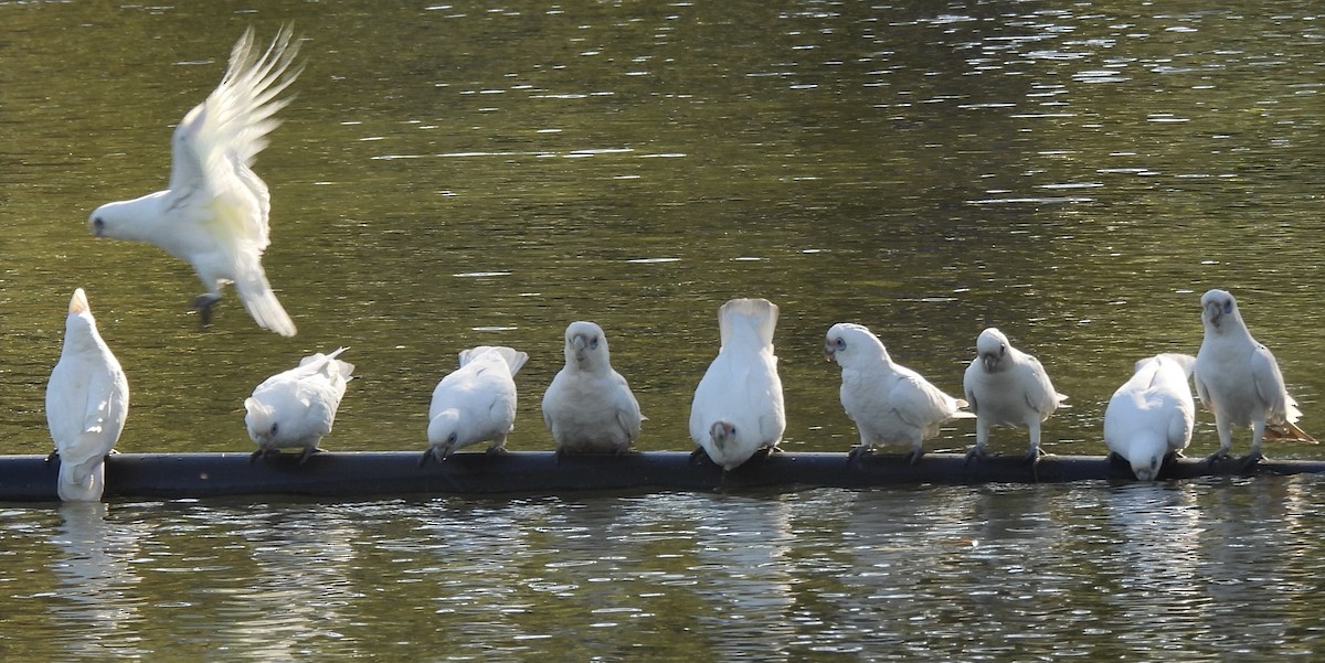 Little Corella - Maylene McLeod