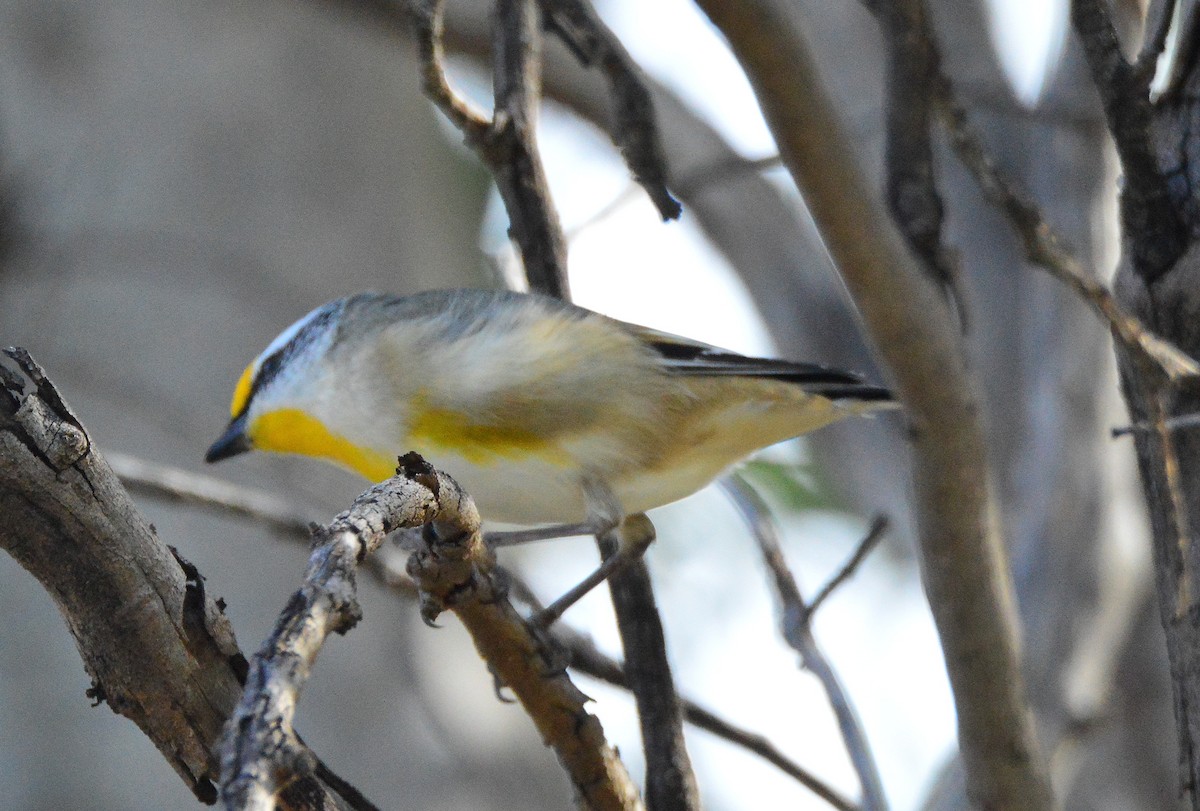 Striated Pardalote - Peter Dunstan