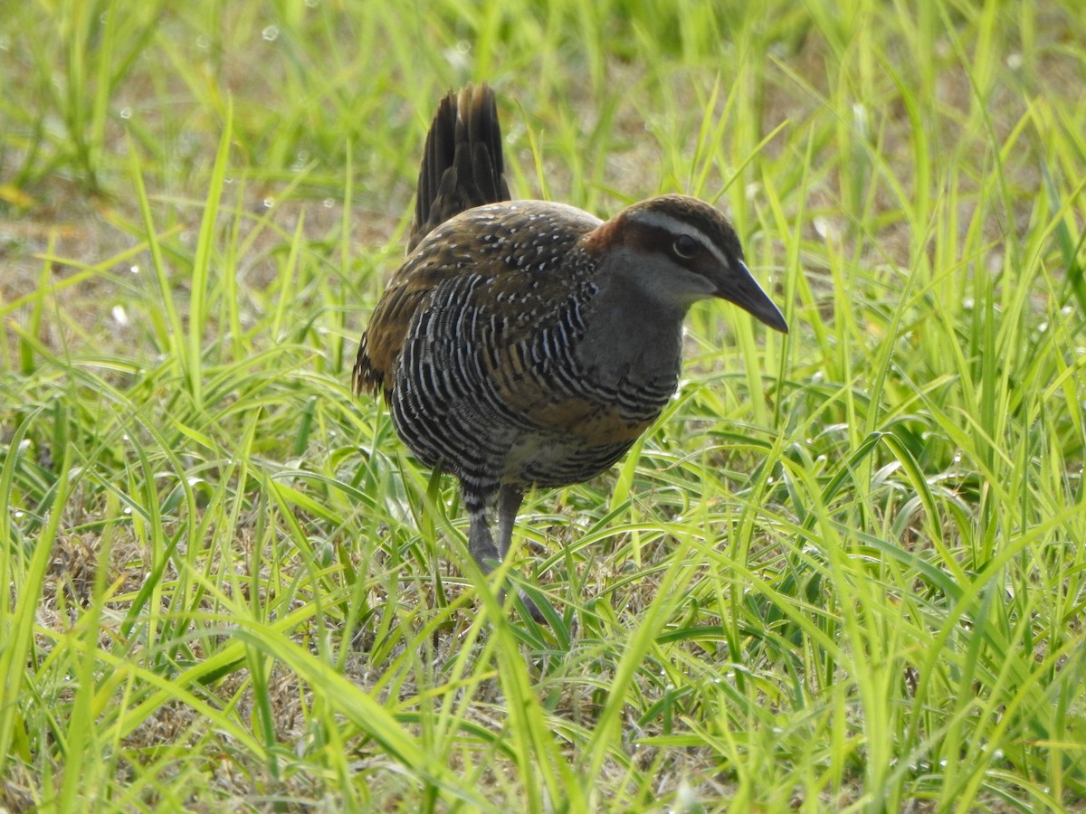 Buff-banded Rail - Kerry Vickers