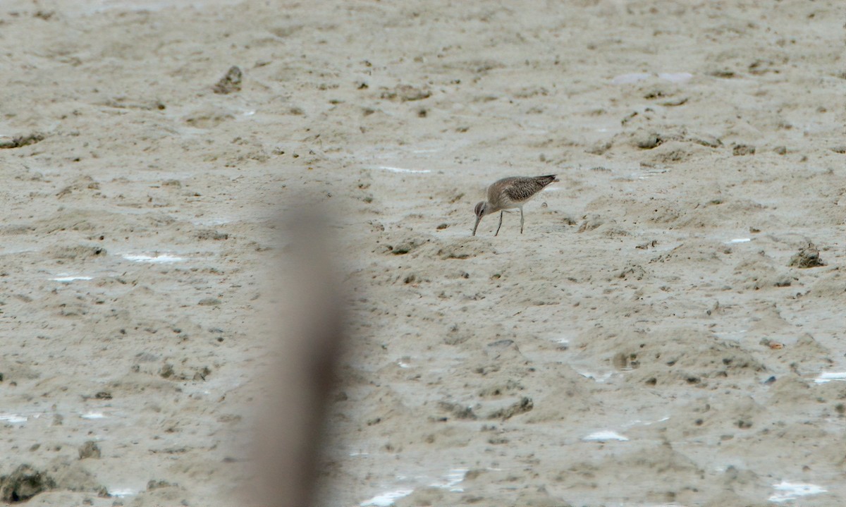 Whimbrel - Pipope Panitchpakdi