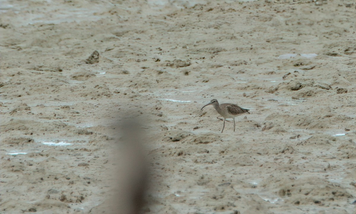 Whimbrel - Pipope Panitchpakdi