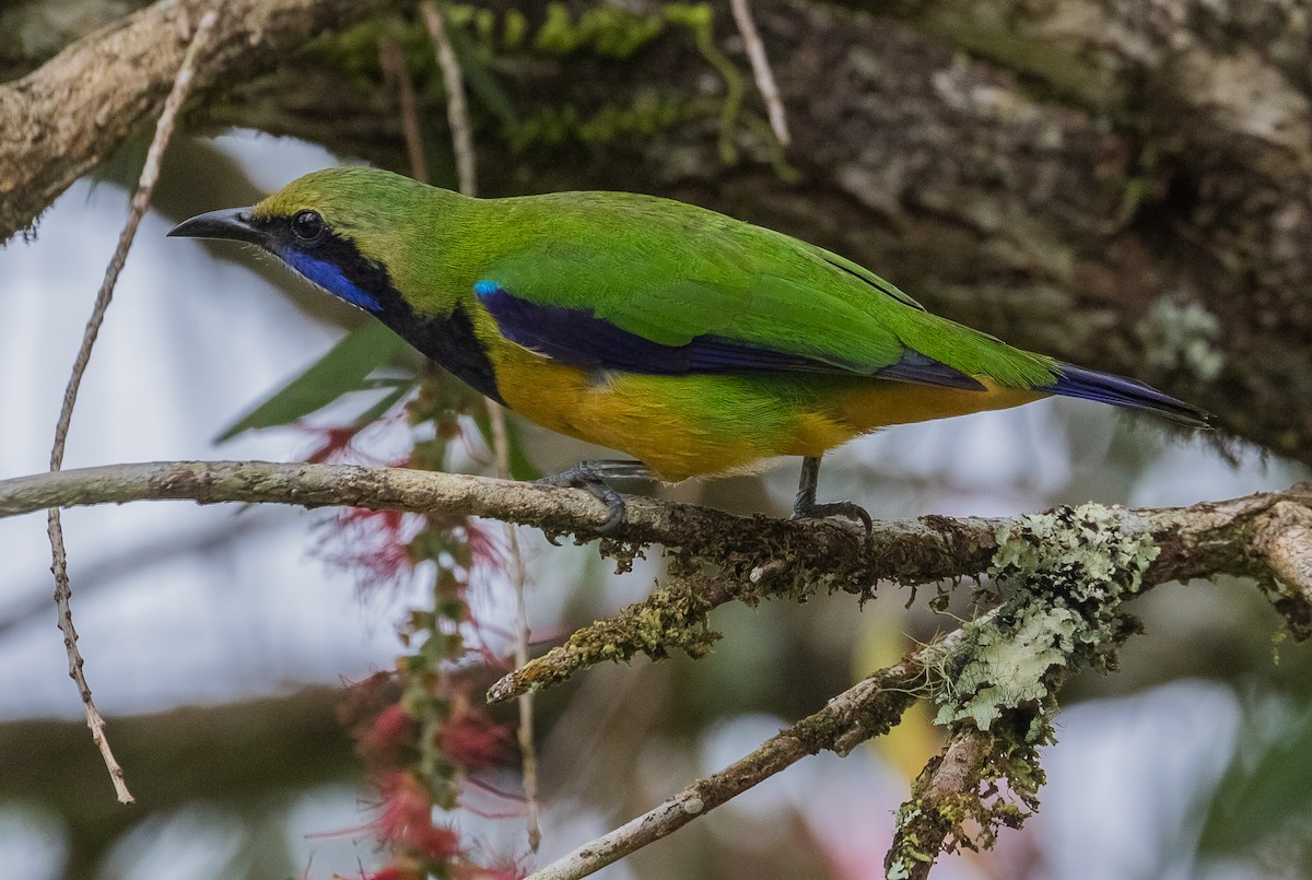 Orange-bellied Leafbird - John le Rond