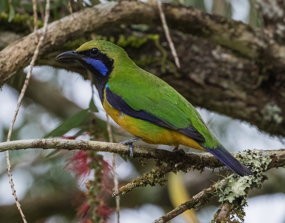 Orange-bellied Leafbird - John le Rond