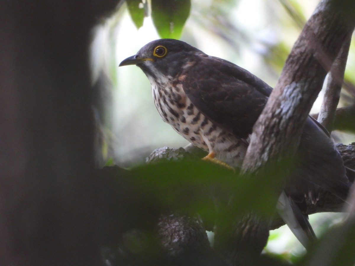 Large Hawk-Cuckoo - Thananh KH.