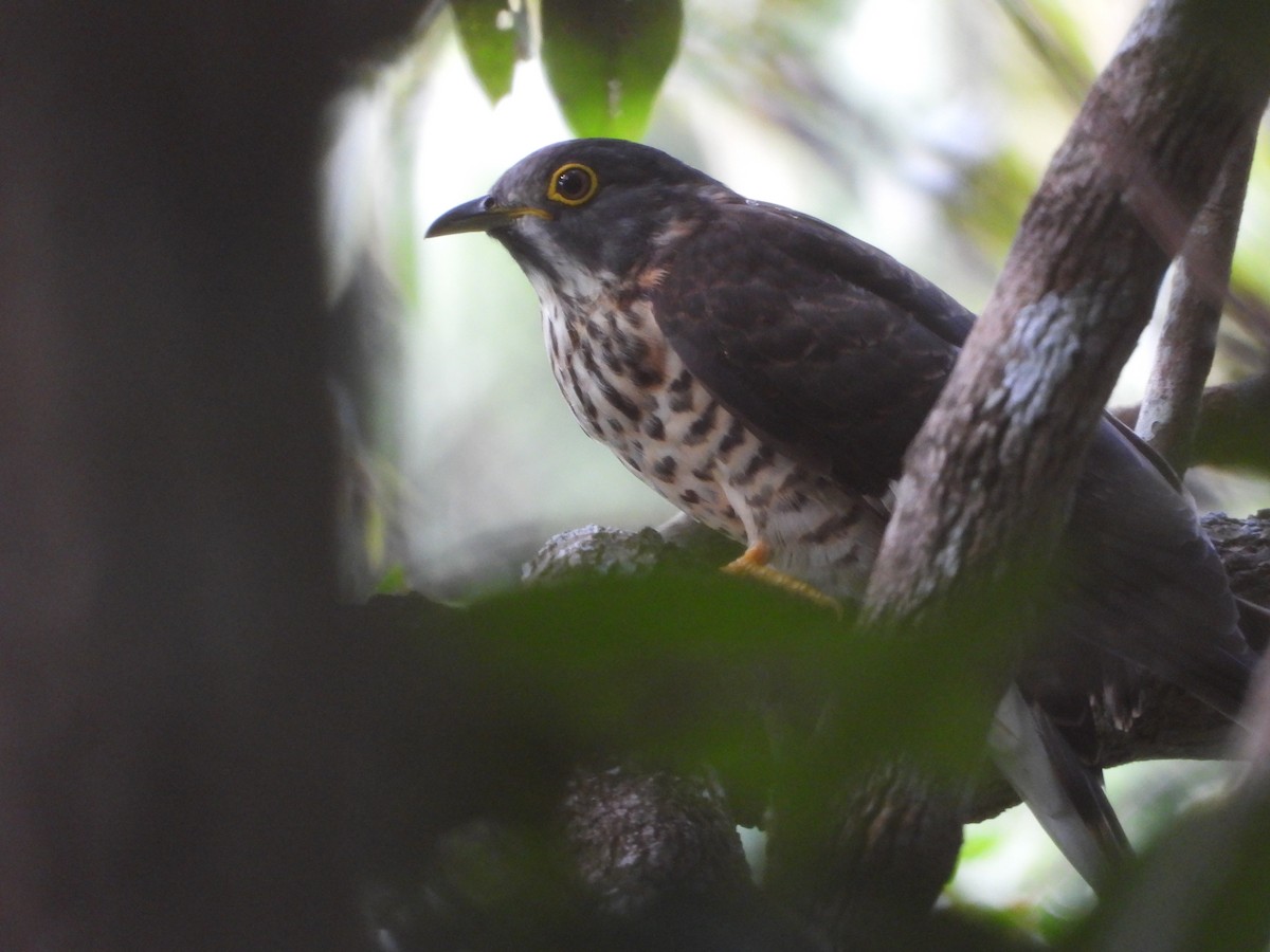 Large Hawk-Cuckoo - ML619071402