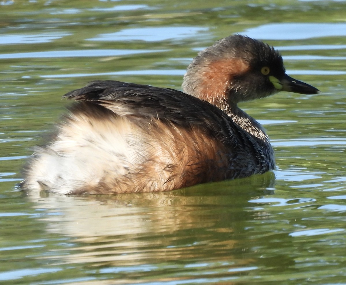 Australasian Grebe - ML619071403