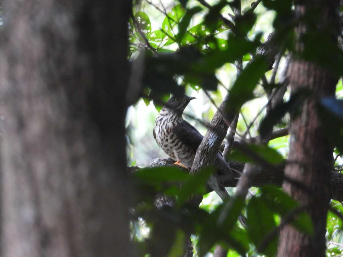 Large Hawk-Cuckoo - Thananh KH.