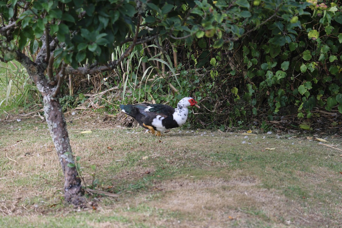 pižmovka americká (domestikovaná) - ML619071418