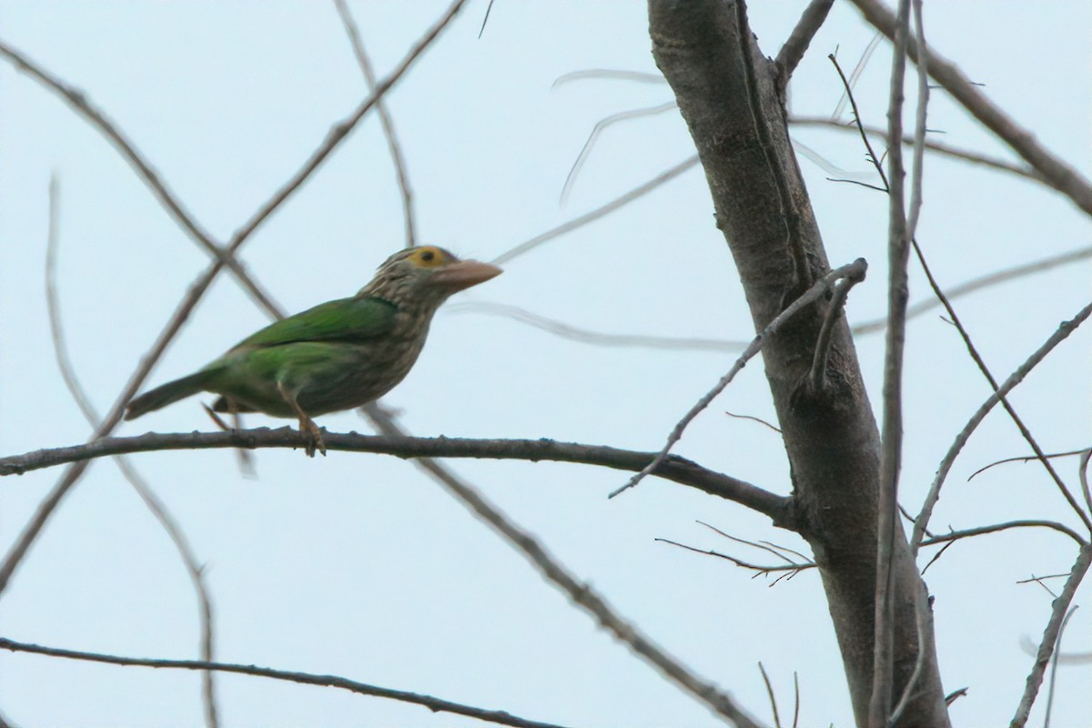 Lineated Barbet - Pipope Panitchpakdi